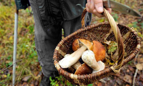 Raccolta funghi 2026